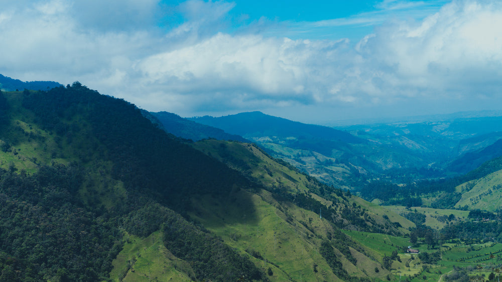 Coffee Mountains 