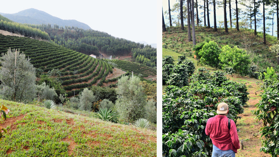 Man looking out over a coffee farm